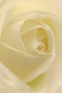 This evocative close-up captures the soul of an exquisite rose, its ivory petals circling inward in perfect rhythm, as if painted by the softest morning light filtering through Kidbrooke's leafy lanes. Each velvety layer, tinged with gentle shades of cream and near-translucent lemon, invites your mind to trace their natural curves-while delicate, diffused shadows softly accentuate the bloom's timeless elegance. In the hands of a skilled Kidbrooke florist, such a rose transcends mere decoration; it becomes a quiet messenger of the heart. The artistry in every arrangement-whether destined for a cherished anniversary, a silent gesture of sympathy, or to celebrate family milestones near the green expanses of Cator Park-is marked by understated harmony and warmth. The air around this rose seems to shimmer faintly, redolent with a subtle, comforting fragrance that lingers like a gentle memory. Every petal's swirl is rendered in such intricate detail that you sense the careful, loving touch behind its creation-an enduring tribute to meaningful moments and the enduring bonds of the Kidbrooke community.
