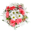 Brimming with the soft exuberance of spring and Kidbrooke's welcoming spirit, this artfully arranged bouquet feels like a breath of fresh air from local floral experts. At its centre, bright white daisies unfurl around zesty green eyes, paired with plush coral-pink carnations whose textured petals evoke both tenderness and energy. Delicate Gypsophila-tiny, sparkling clouds of white-weave between the blossoms, imparting a gentle fullness that softens the entire display. Hints of purple and pink from youthful alstroemeria buds whisper of blooms yet to come, while eucalyptus leaves glimmer in simmering silvery tones, contrasting beautifully with the surrounding dark greens. The bouquet's rounded composition radiates outward with joyful intention, reminiscent of sunlight dappling the grassy paths around Sutcliffe Park. Each element feels deliberately placed-celebratory, yet tranquil-making this arrangement perfect for marking birthdays, sending heartfelt congratulations, or simply brightening someone's Kidbrooke doorstep. The pristine background spotlights every hue and curve, offering a glimpse into the thoughtfulness, freshness, and expertise of Kidbrooke's floral scene, where every bouquet tells a unique story of joy and renewal.